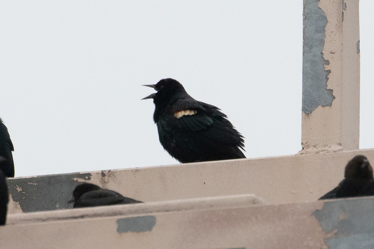 Tricolored Blackbird - ML141518941