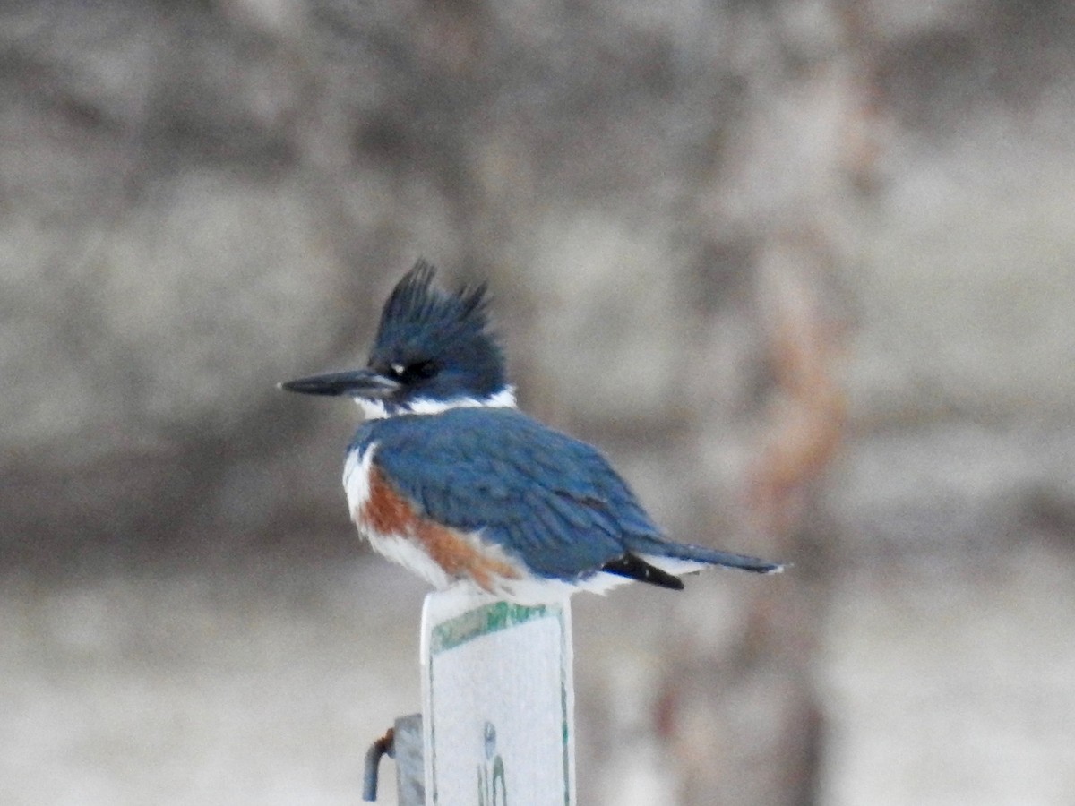 Belted Kingfisher - ML141521331