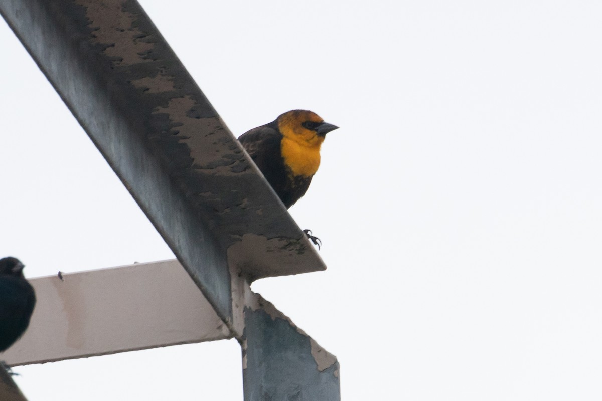 Yellow-headed Blackbird - ML141521631