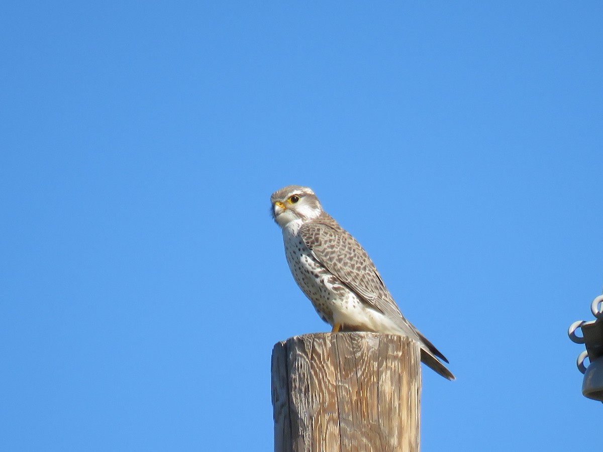 Prairie Falcon - Jane Mygatt