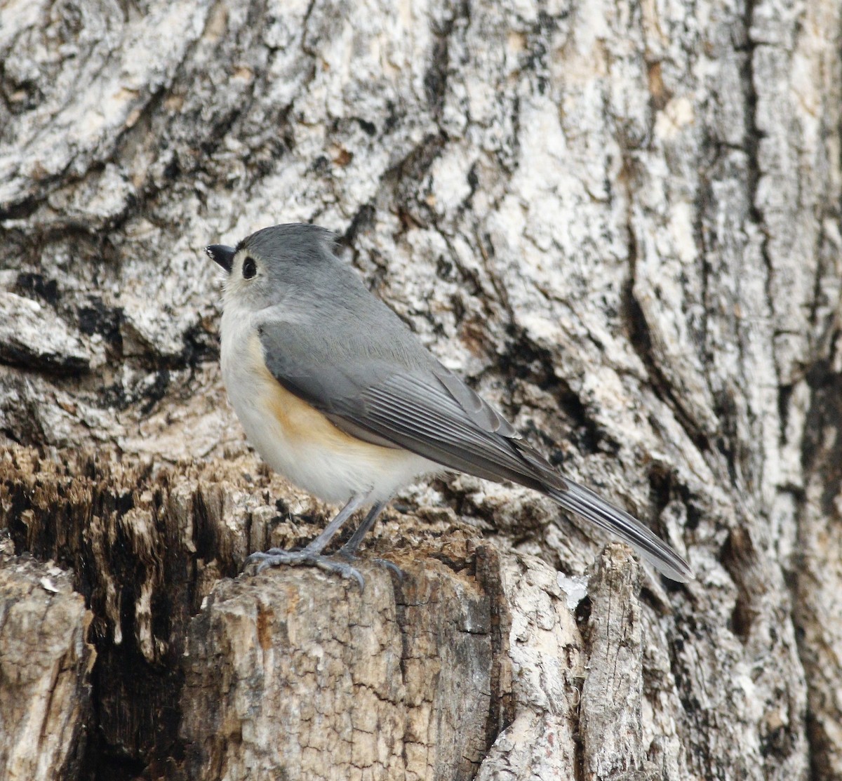 Tufted Titmouse - Becky Lutz