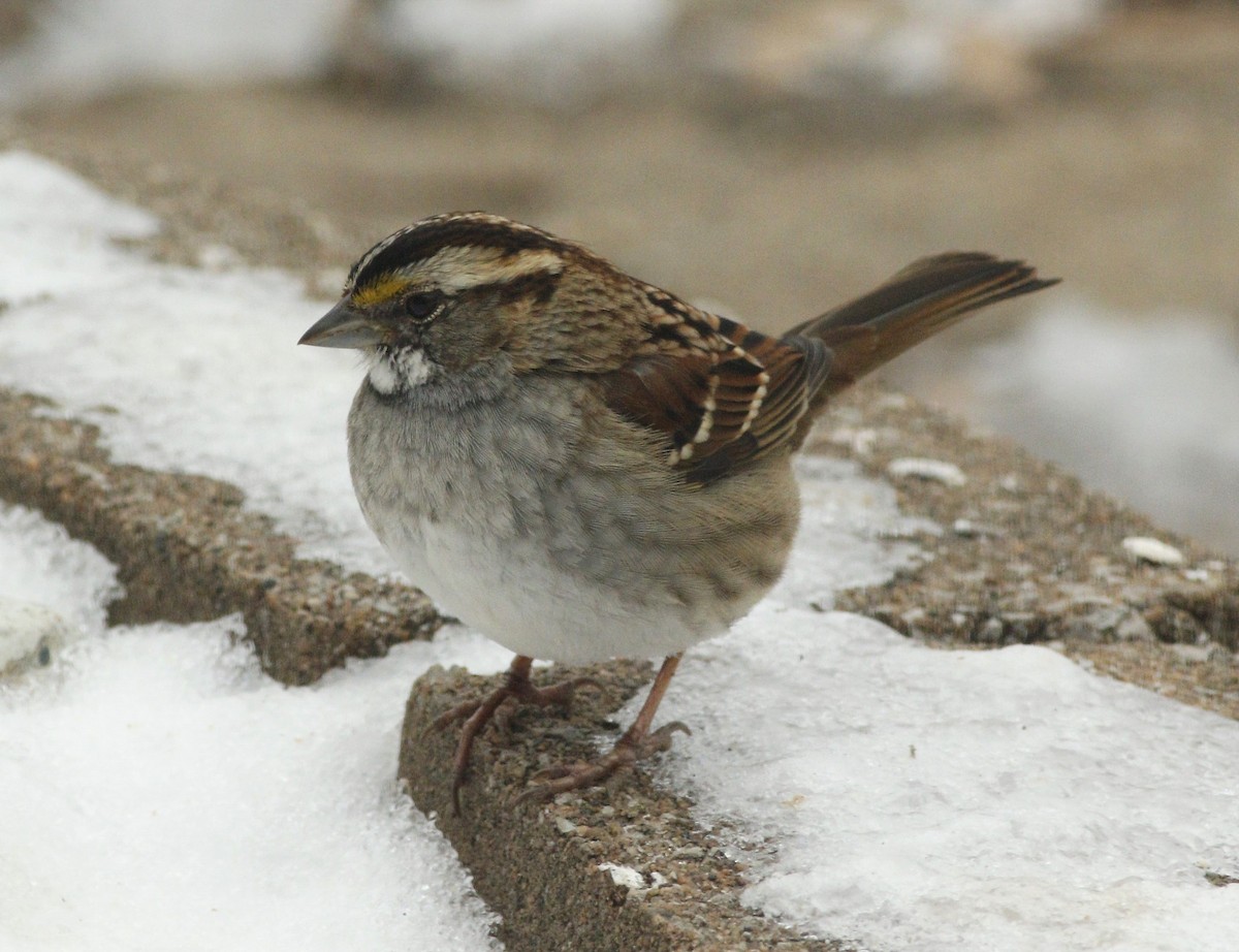 White-throated Sparrow - Becky Lutz