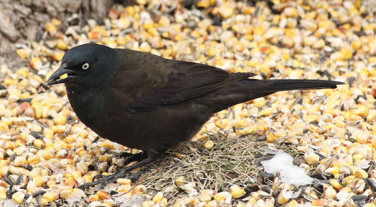 Common Grackle - Becky Lutz