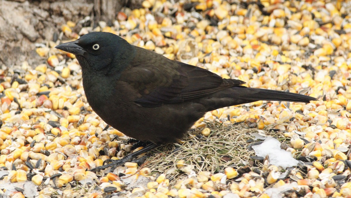 Common Grackle - Becky Lutz
