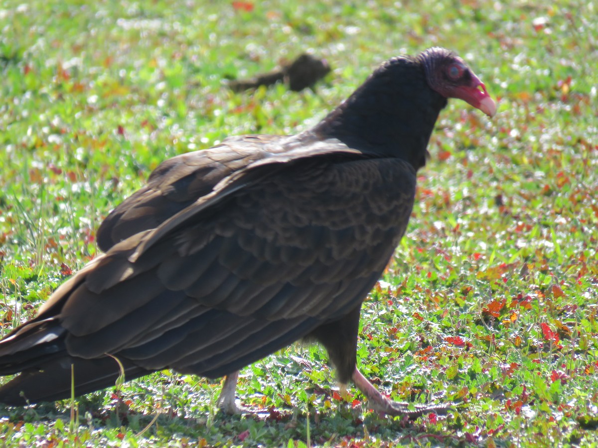 Turkey Vulture - ML141523151