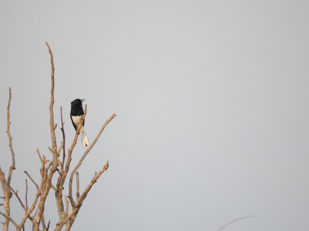 Oriental Magpie-Robin - Amara Bharathy