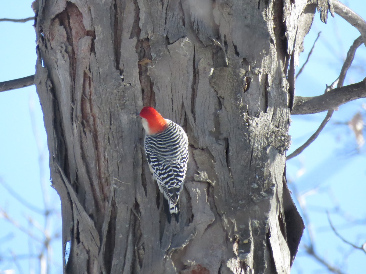 Red-bellied Woodpecker - Daniel Ouellette