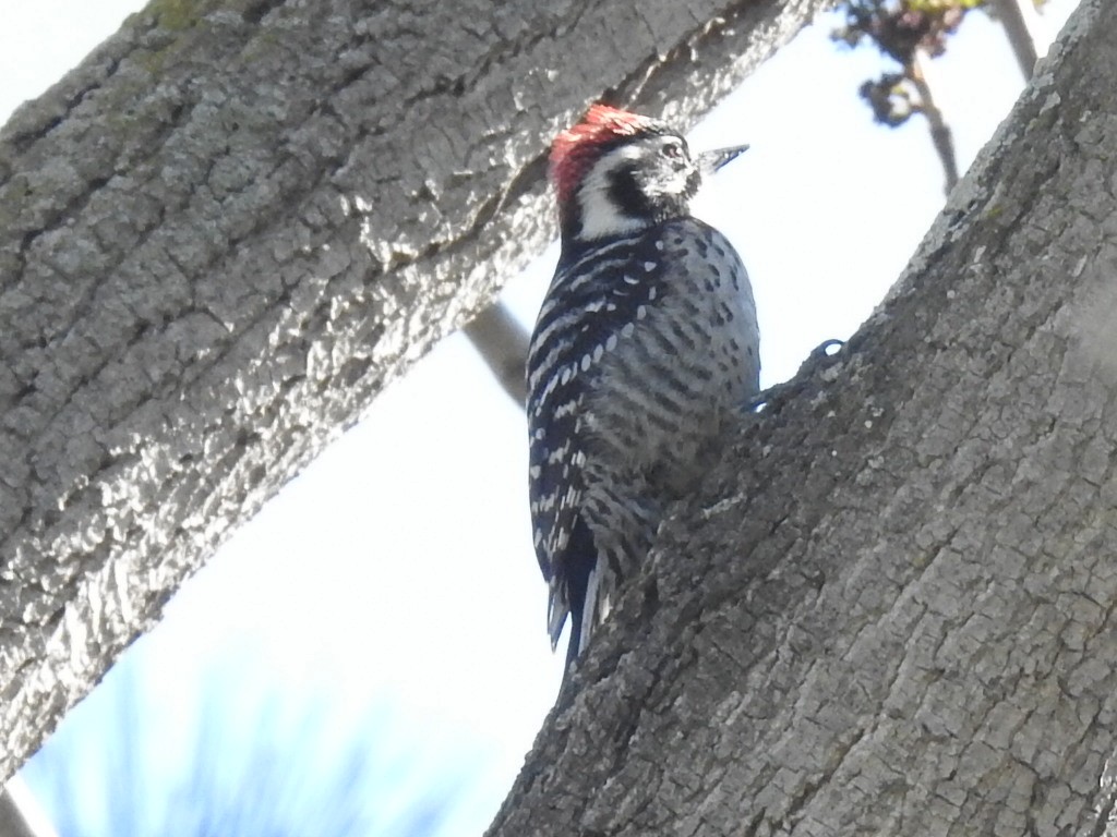 Nuttall's Woodpecker - ML141527541