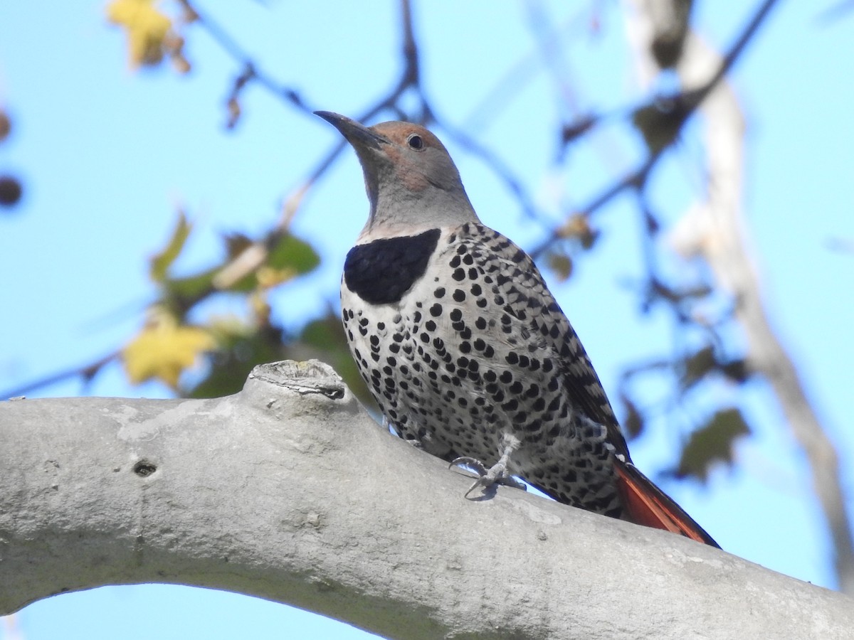 Northern Flicker (Red-shafted) - ML141527931