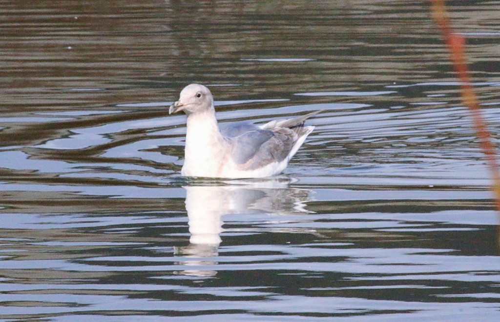 Western/Glaucous-winged Gull - Cosmos Shatto
