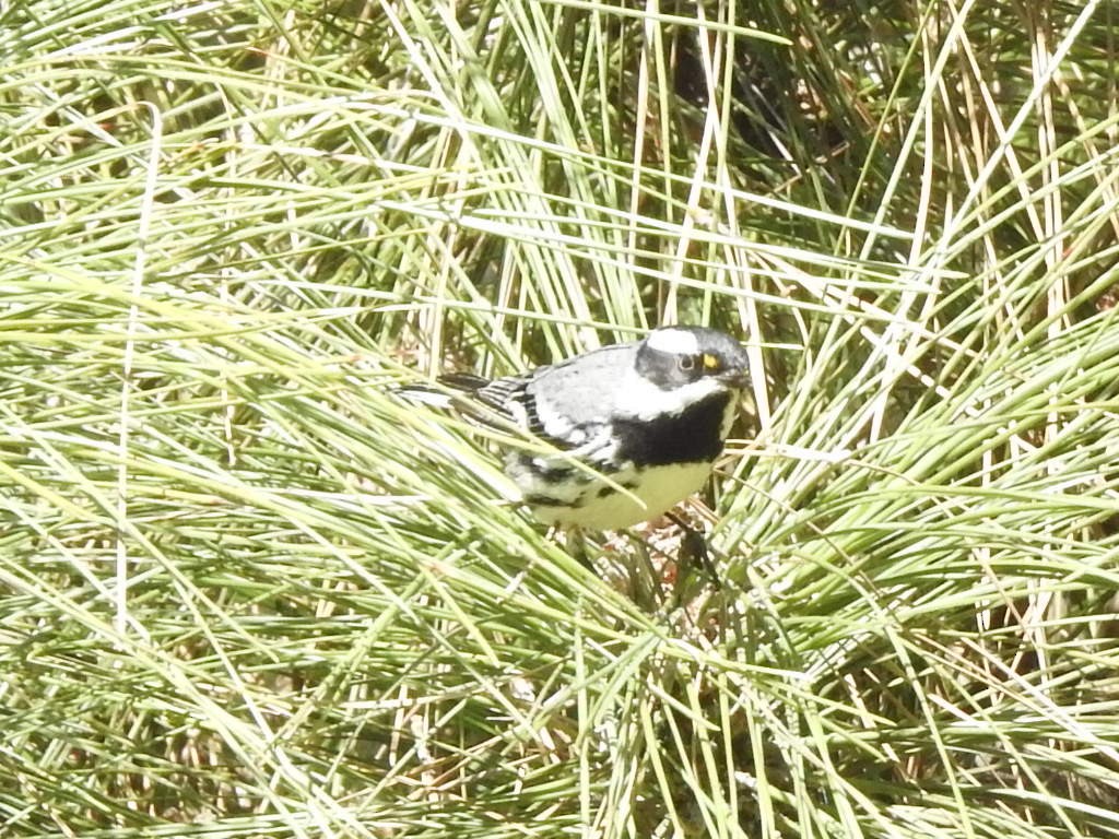 Black-throated Gray Warbler - ML141528011