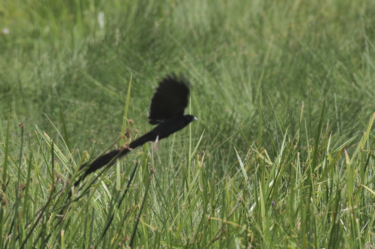 Long-tailed Widowbird - Gerald Friesen
