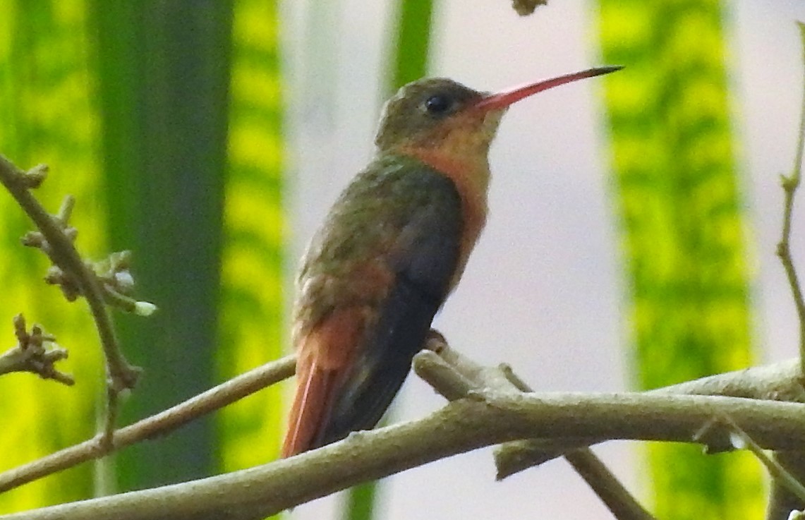 Cinnamon Hummingbird - Luis  Morales
