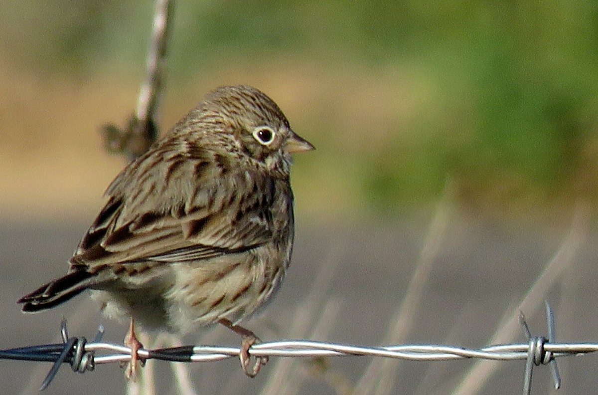 Vesper Sparrow - Ed Dunn