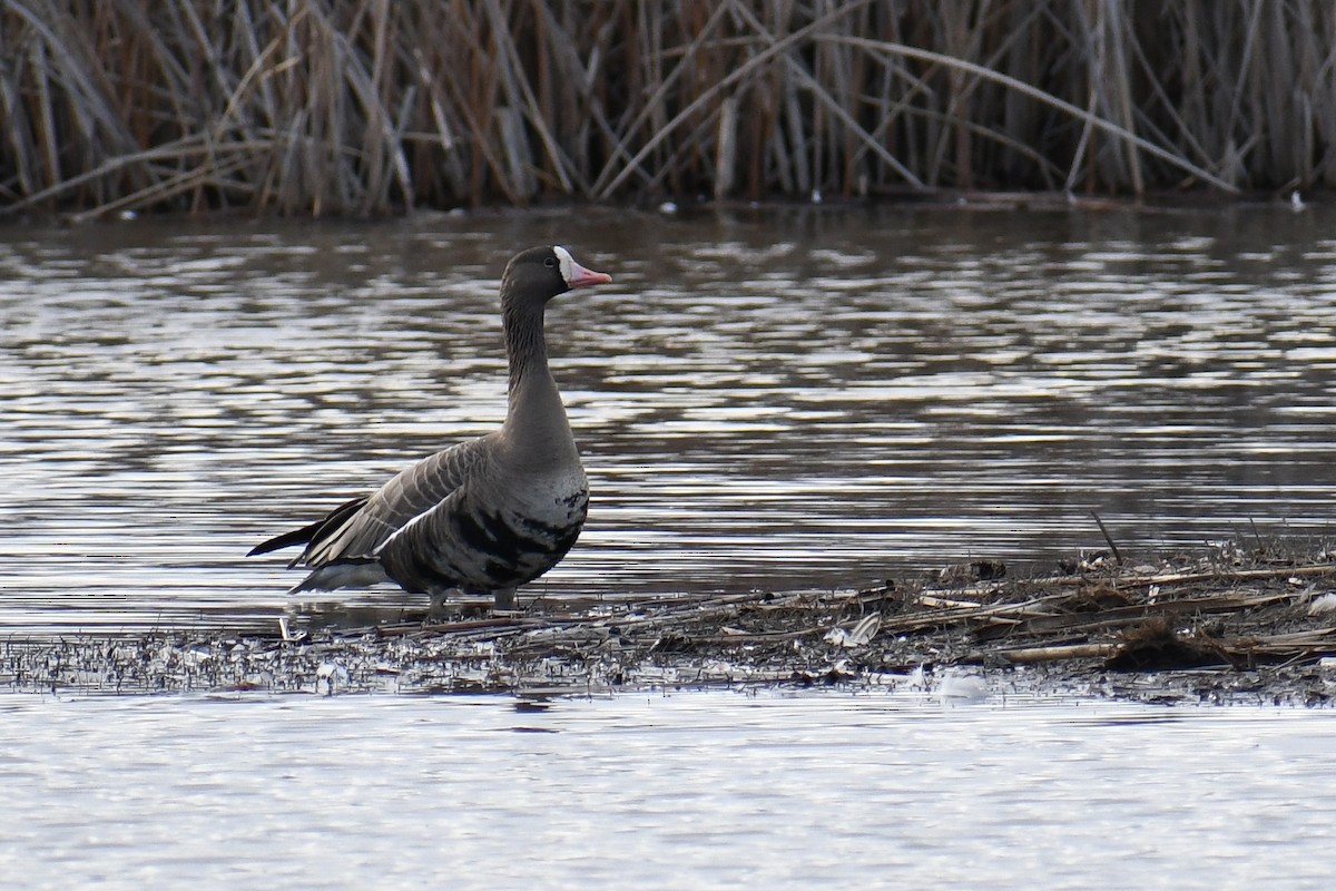 Greater White-fronted Goose - Sabrina O