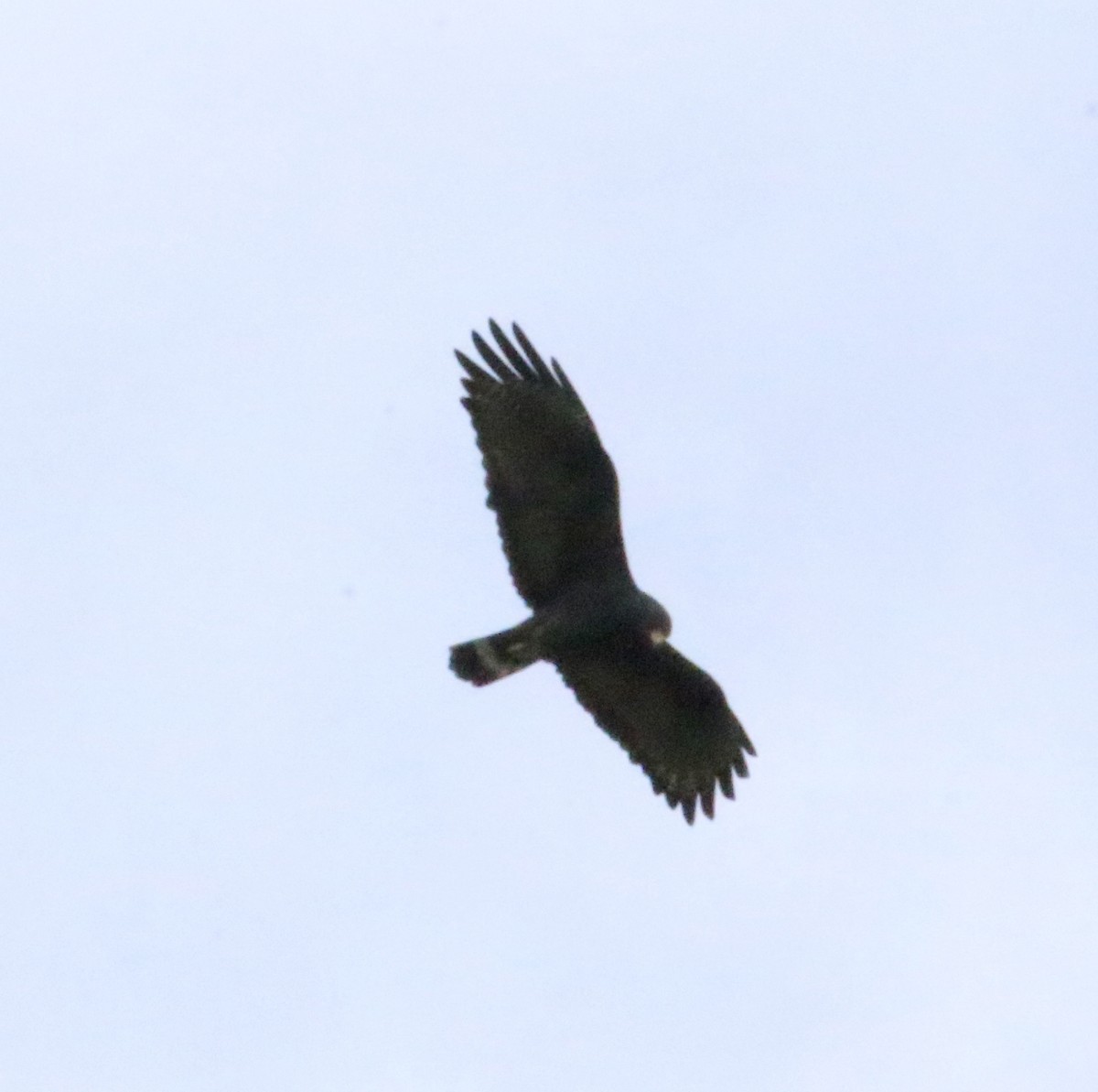 Zone-tailed Hawk - Willie Sekula