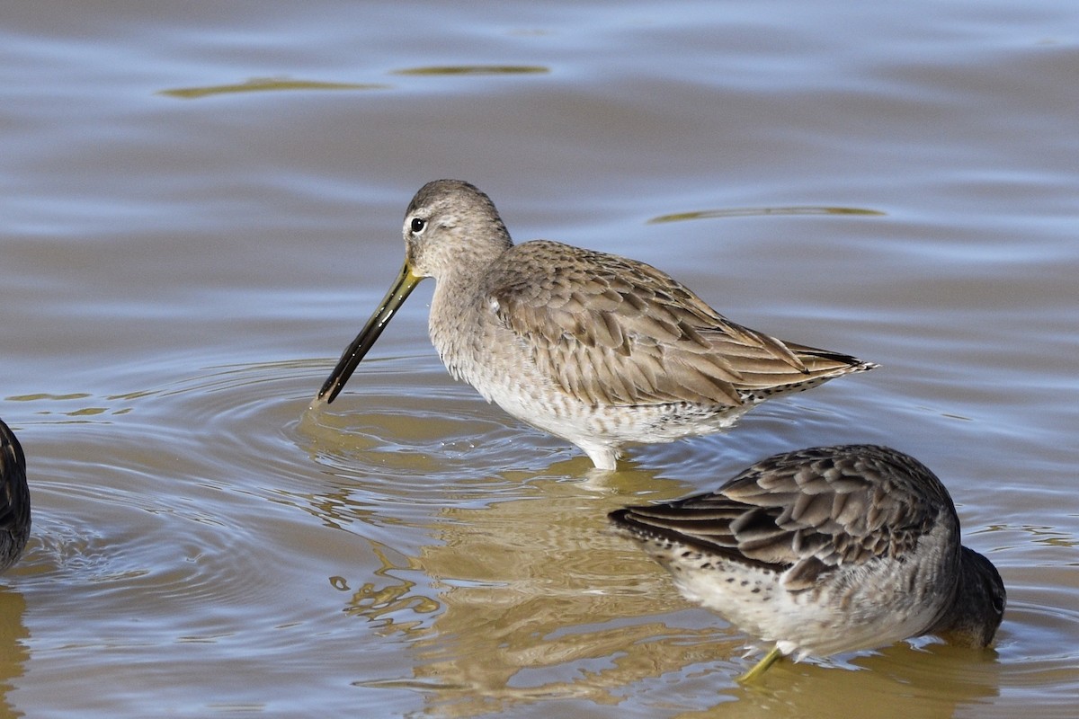 Long-billed Dowitcher - ML141531891