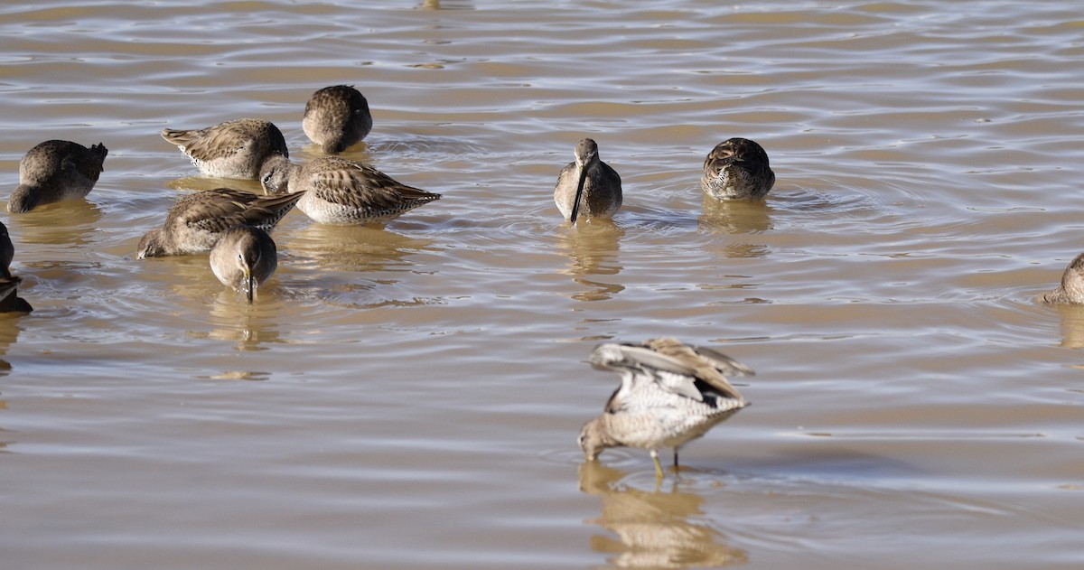 Long-billed Dowitcher - ML141531921