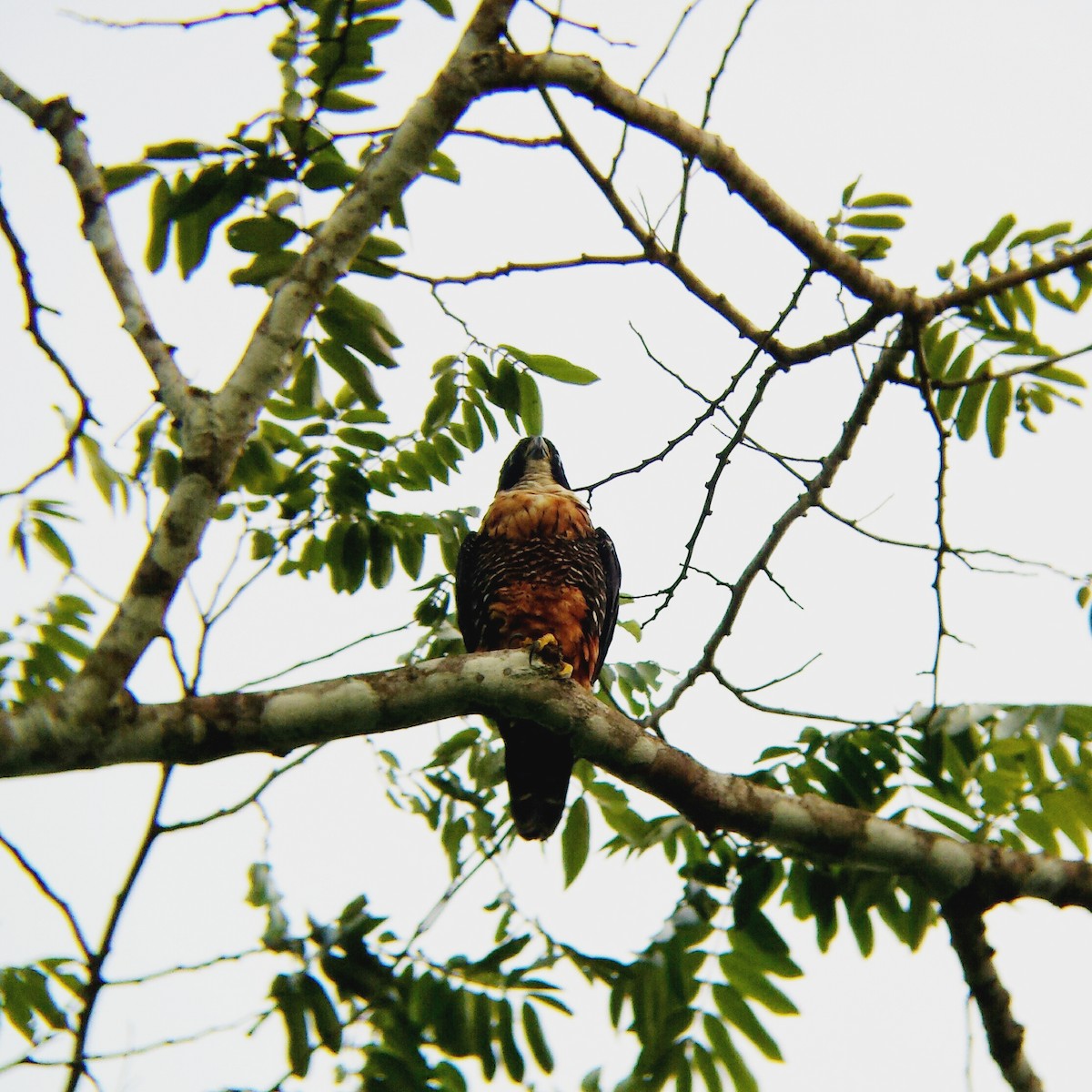 Orange-breasted Falcon - Jake Tzib