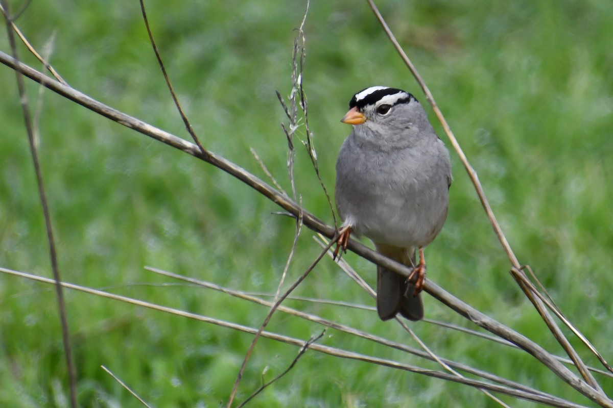 White-crowned Sparrow - Sabrina O