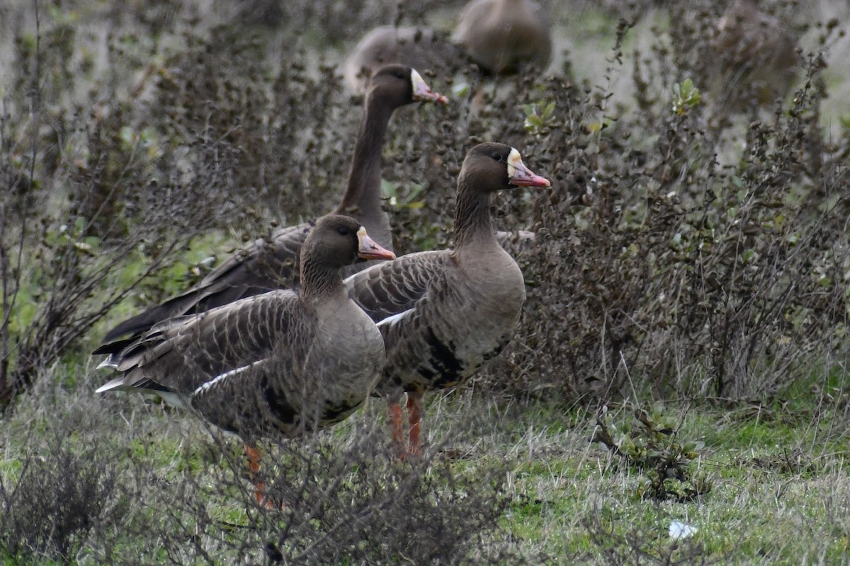 Greater White-fronted Goose - ML141533621