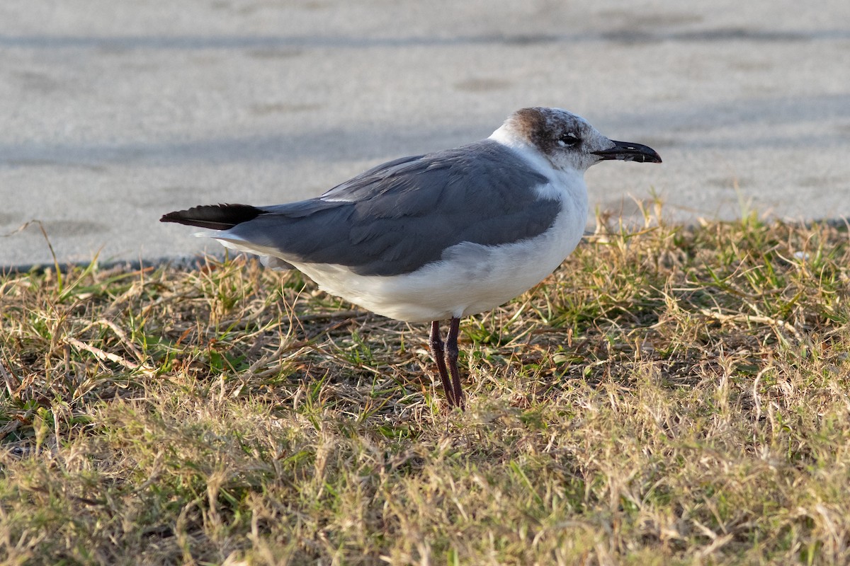 Laughing Gull - Tom Blevins