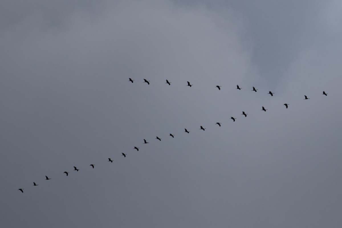 Sandhill Crane - Seymore Gulls
