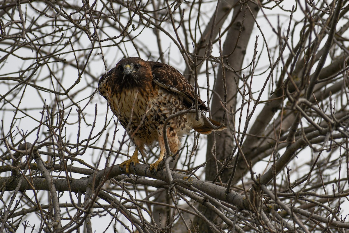 Red-tailed Hawk - ML141537401