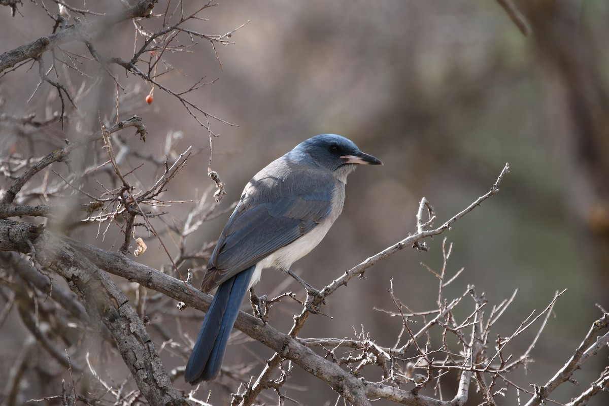 Mexican Jay - Roger Woodruff