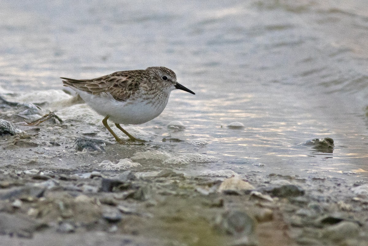 Least Sandpiper - Mary Bucy