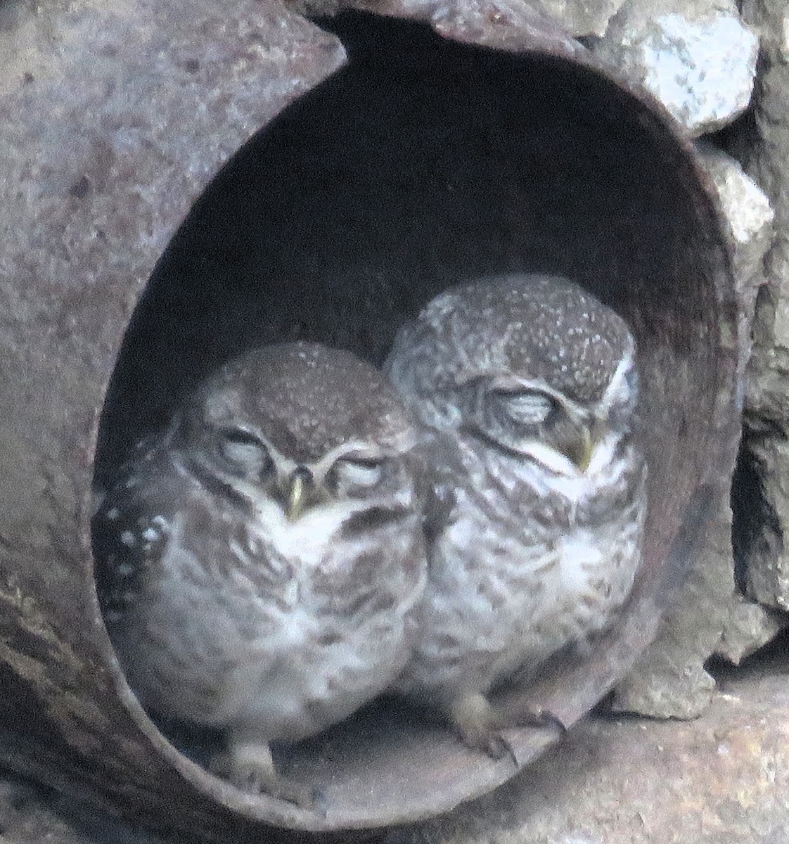 Spotted Owlet - ML141538581