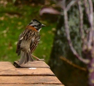 Rufous-collared Sparrow - ML141538811