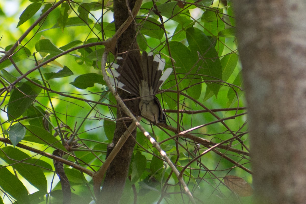 White-browed Fantail - ML141539341