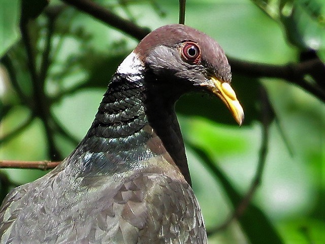 Band-tailed Pigeon - ML141539741