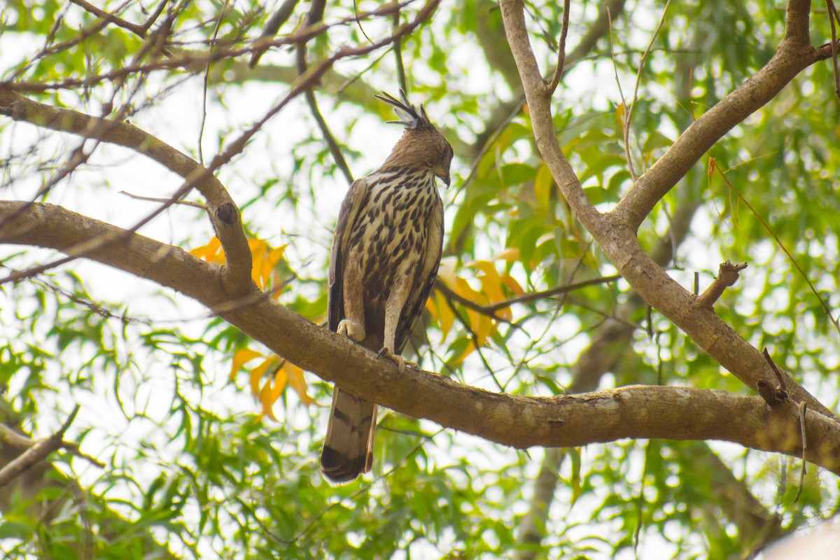 Changeable Hawk-Eagle (Crested) - ML141539821