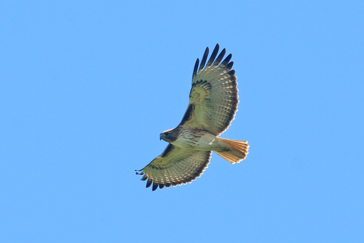 Red-tailed Hawk (fuertesi) - Richard Fray