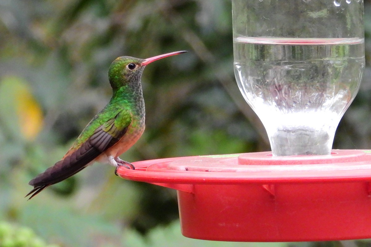 Buff-bellied Hummingbird - ML141540261