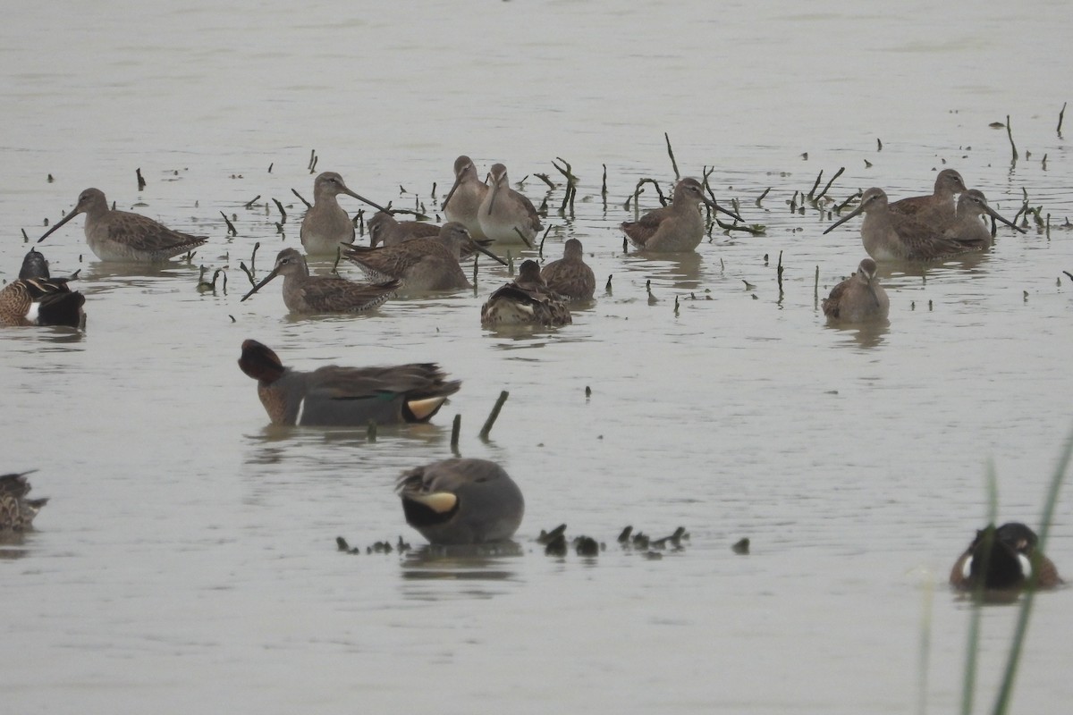 Long-billed Dowitcher - ML141540451