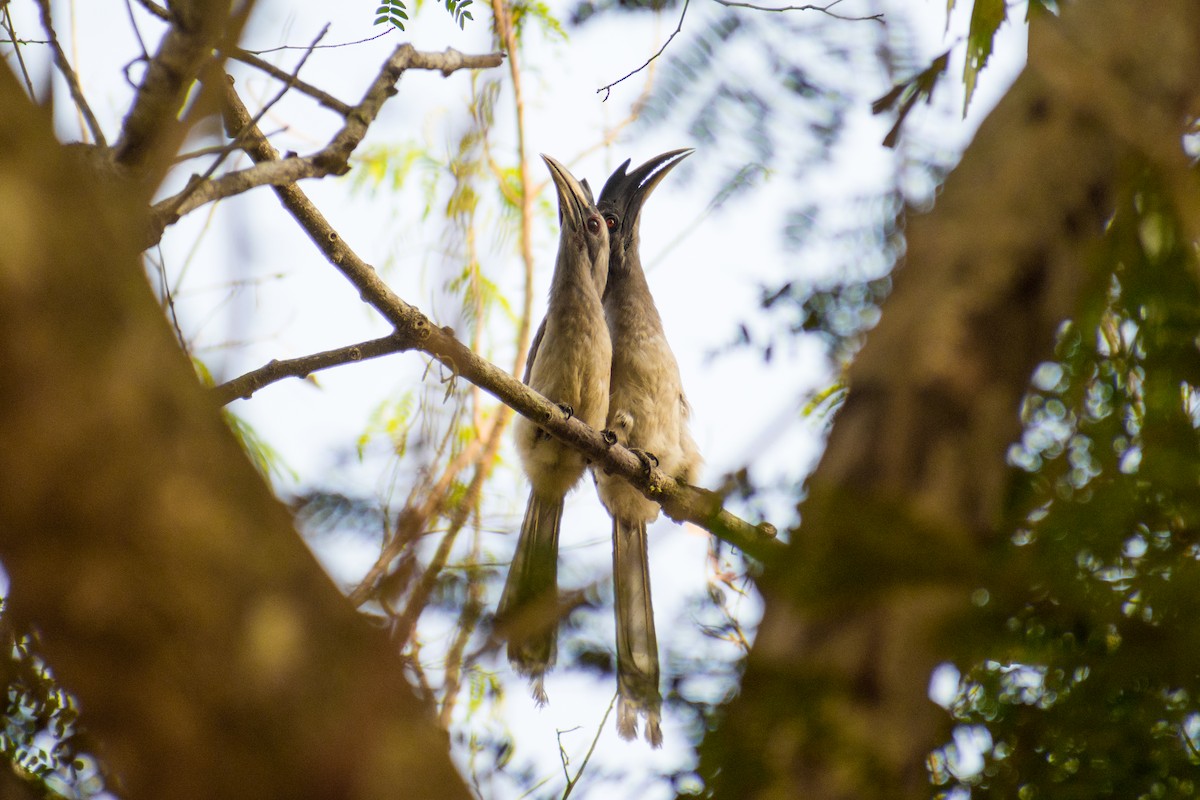 Indian Gray Hornbill - Afthab Faisal k