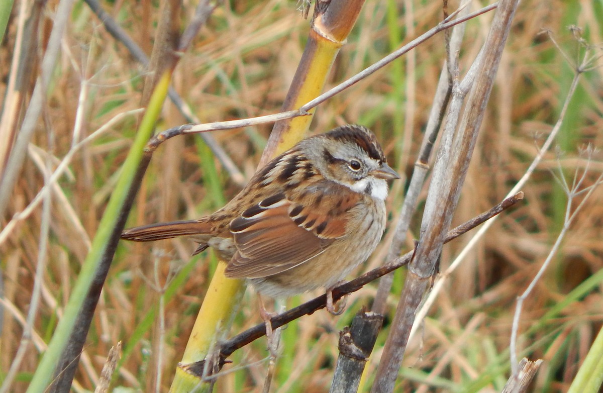 Swamp Sparrow - Teale Fristoe