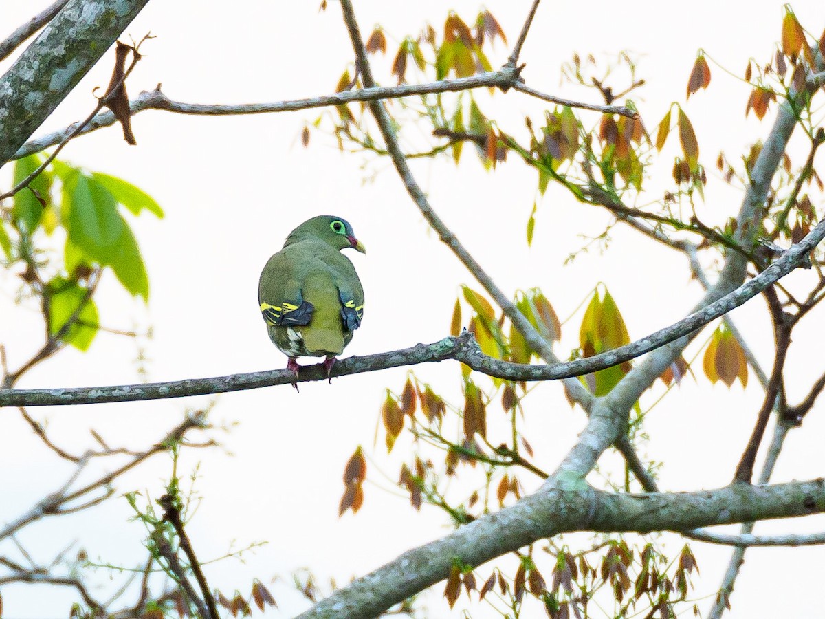 Thick-billed Green-Pigeon - Karyne Wee