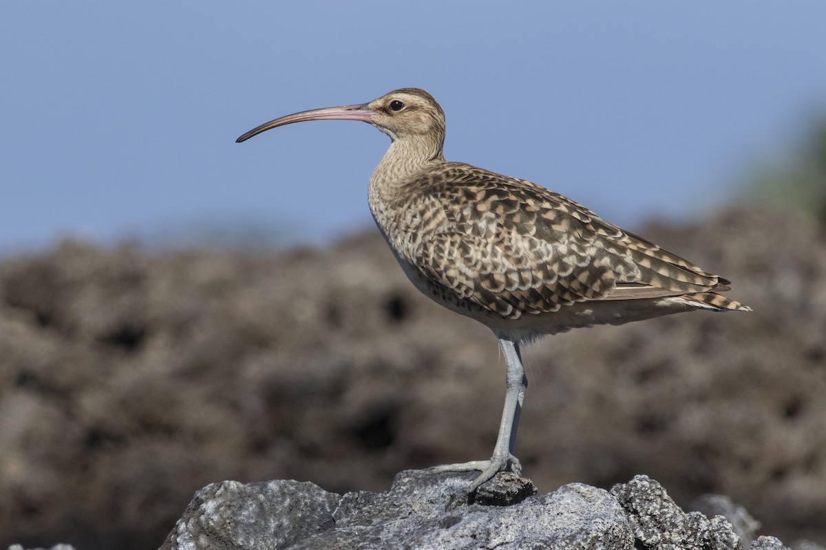 Bristle-thighed Curlew - ML141543931