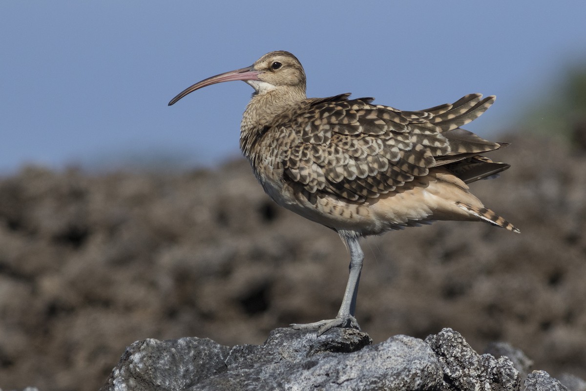 Bristle-thighed Curlew - ML141544001