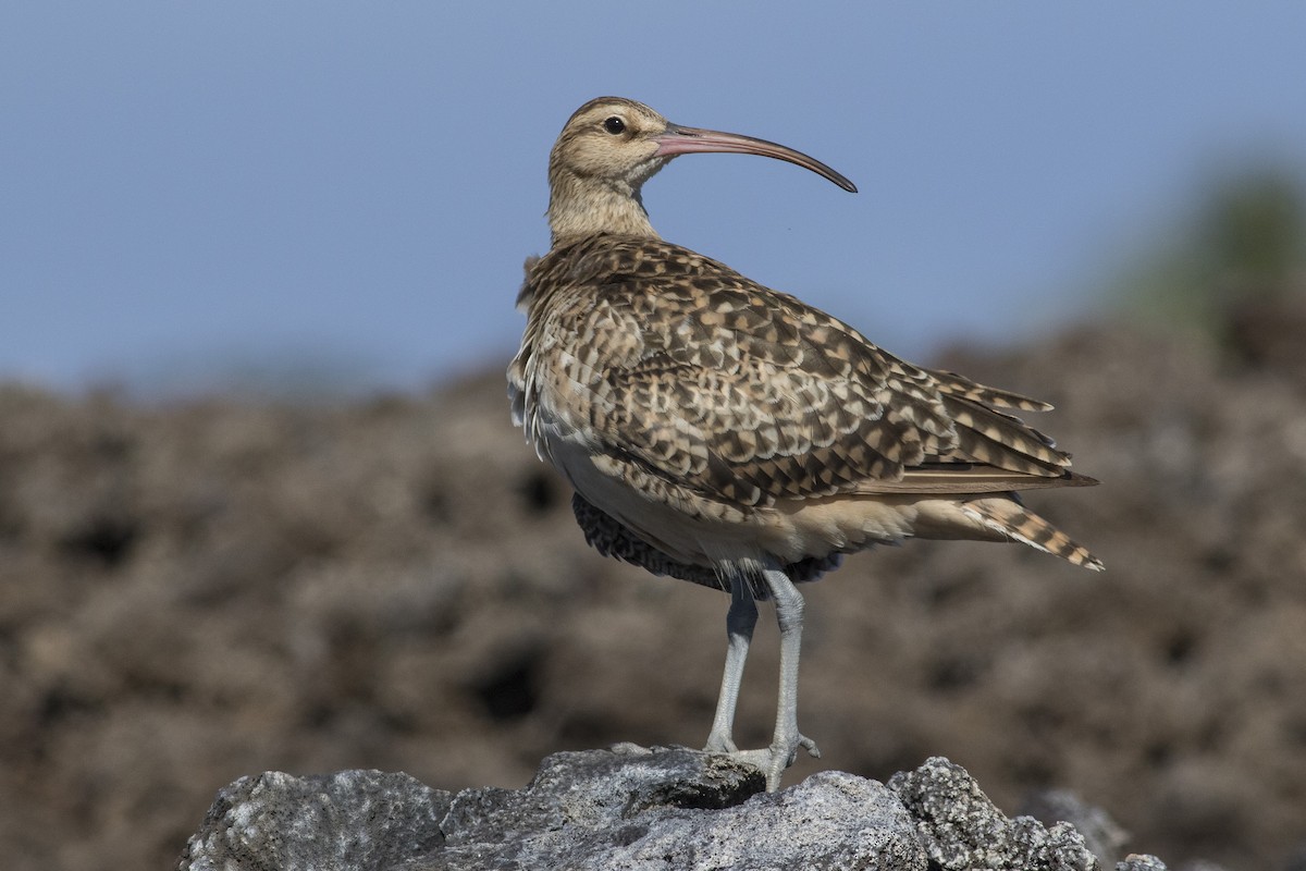 Bristle-thighed Curlew - ML141544241