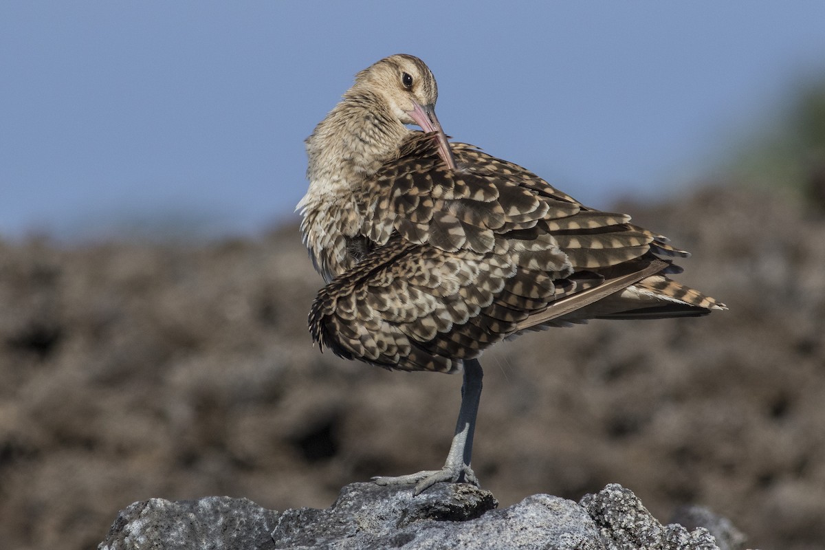 Bristle-thighed Curlew - ML141544271