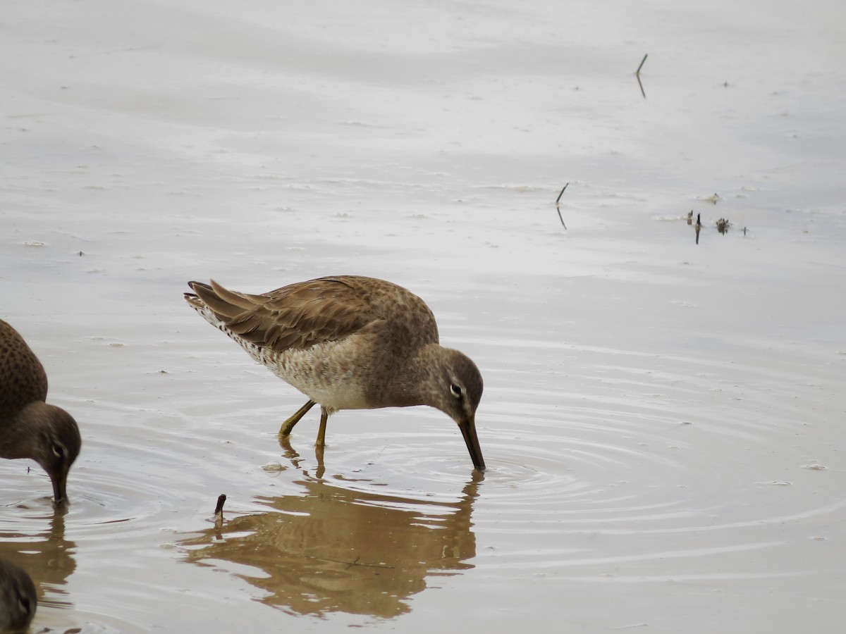 Long-billed Dowitcher - Rob Walker