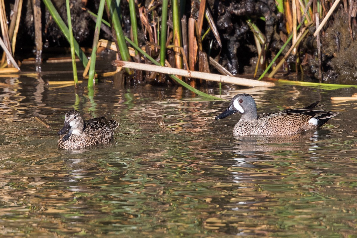 Blue-winged Teal - ML141545281