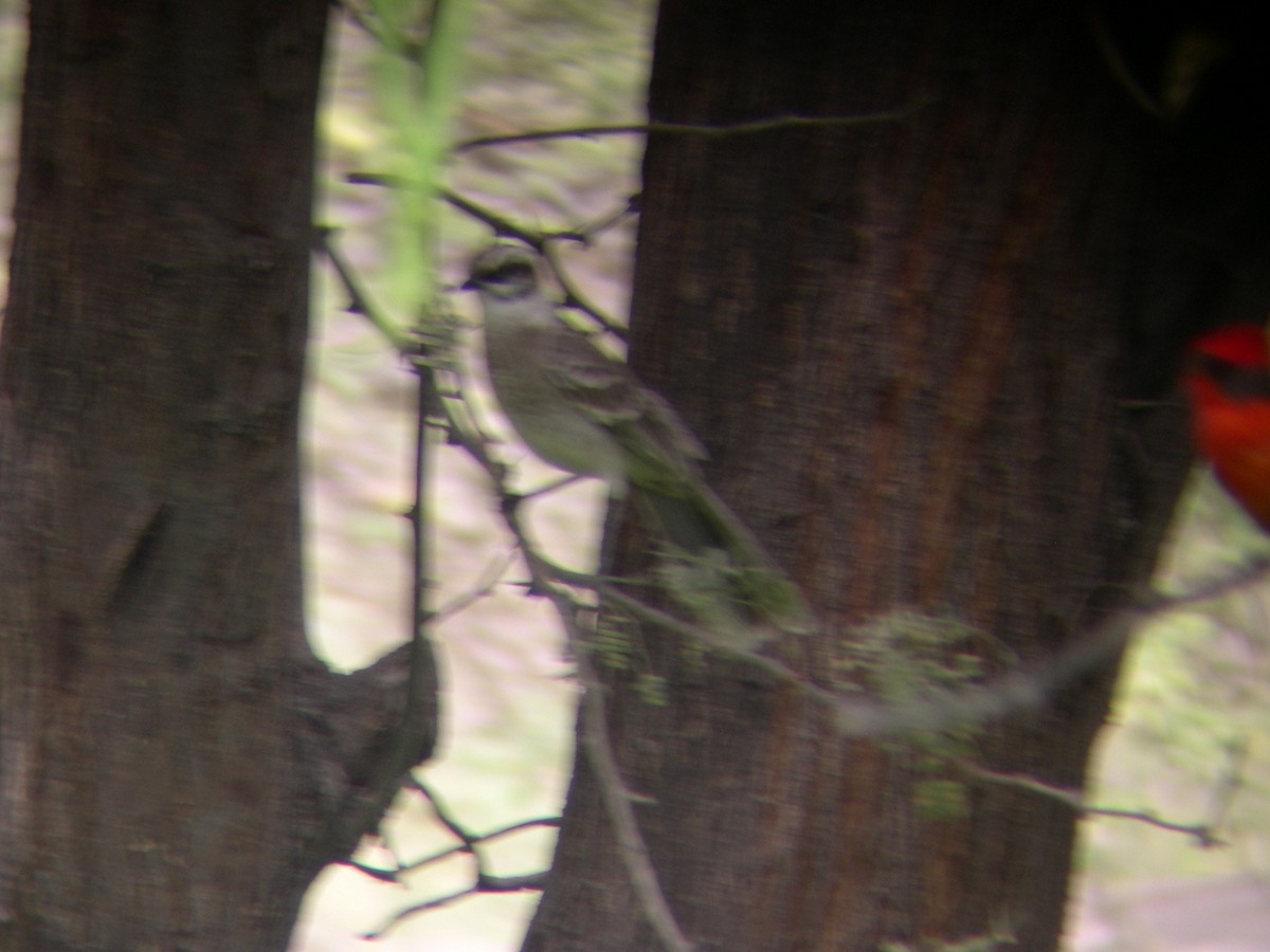 Long-tailed Mockingbird - Daniel Lebbin