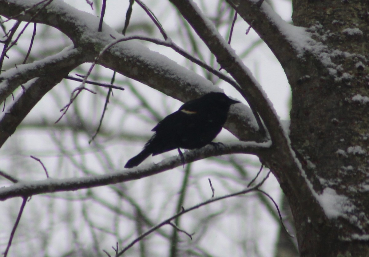 Red-winged Blackbird (Red-winged) - Gerald Fix