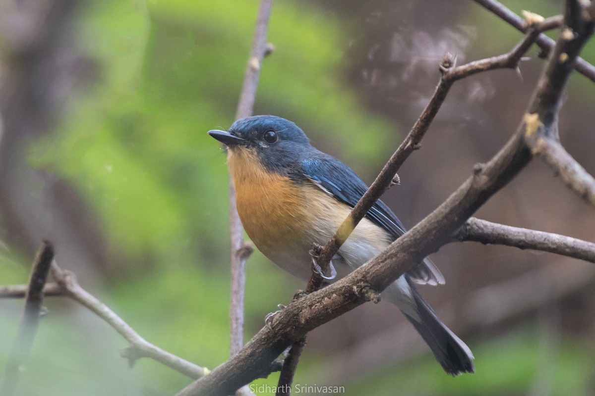Tickell's Blue Flycatcher - Sidharth Srinivasan